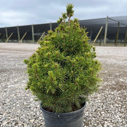 Picea glauca 'Conica'  - Dwarf Alberta Spruce