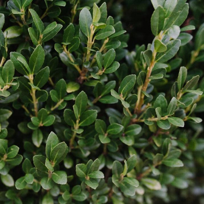 Ilex crenata 'MAD-IC-I' PP32,035  - First Editions® Chubby Hubby™ Japanese Holly