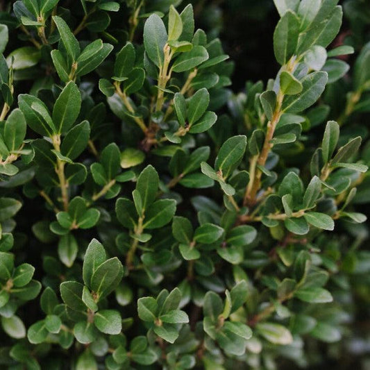 Ilex crenata 'MAD-IC-I' PP32,035  - First Editions® Chubby Hubby™ Japanese Holly