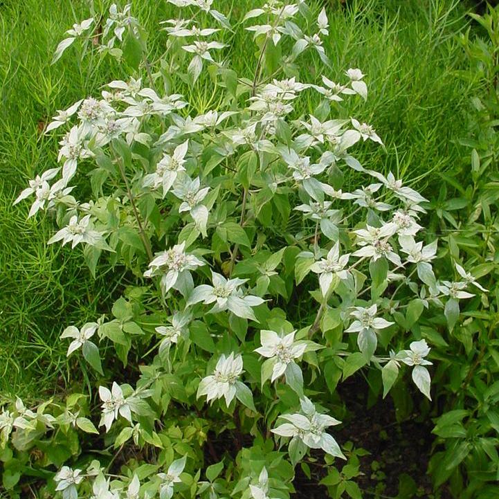 Pycnanthemum muticum  - Mountain Mint