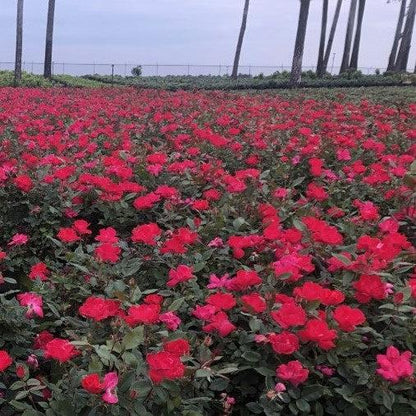 Rosa x 'Radrazz'  - Knock Out® Shrub Rose, Red