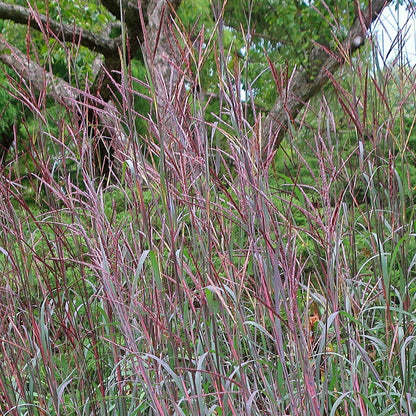 Andropogon gerardii 'Blackhawks'  - Blackhawks Big Blue Stem