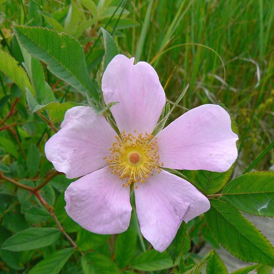 Rosa virginiana  - Virginia Rose