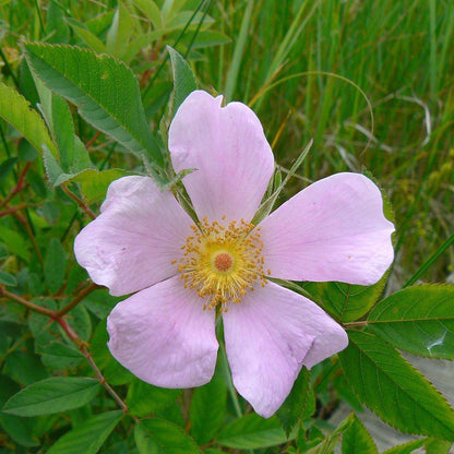 Rosa virginiana  - Virginia Rose
