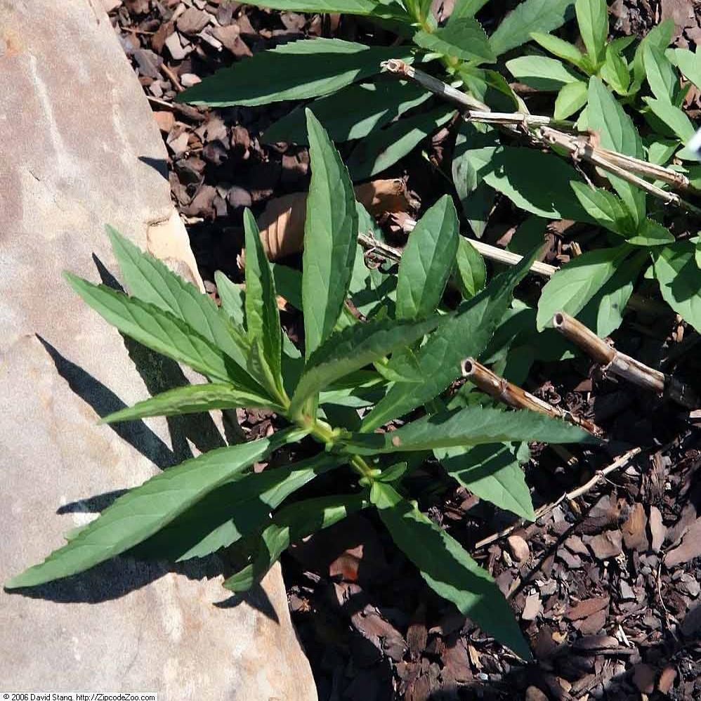 Mimulus ringens  - Allegheny Monkey Flower