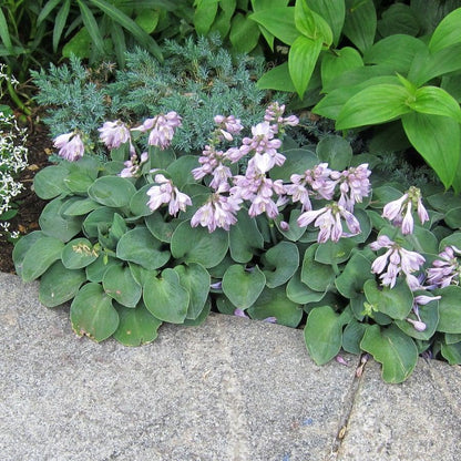Hosta 'Blue Mouse Ears'  - Blue Mouse Ears Hosta