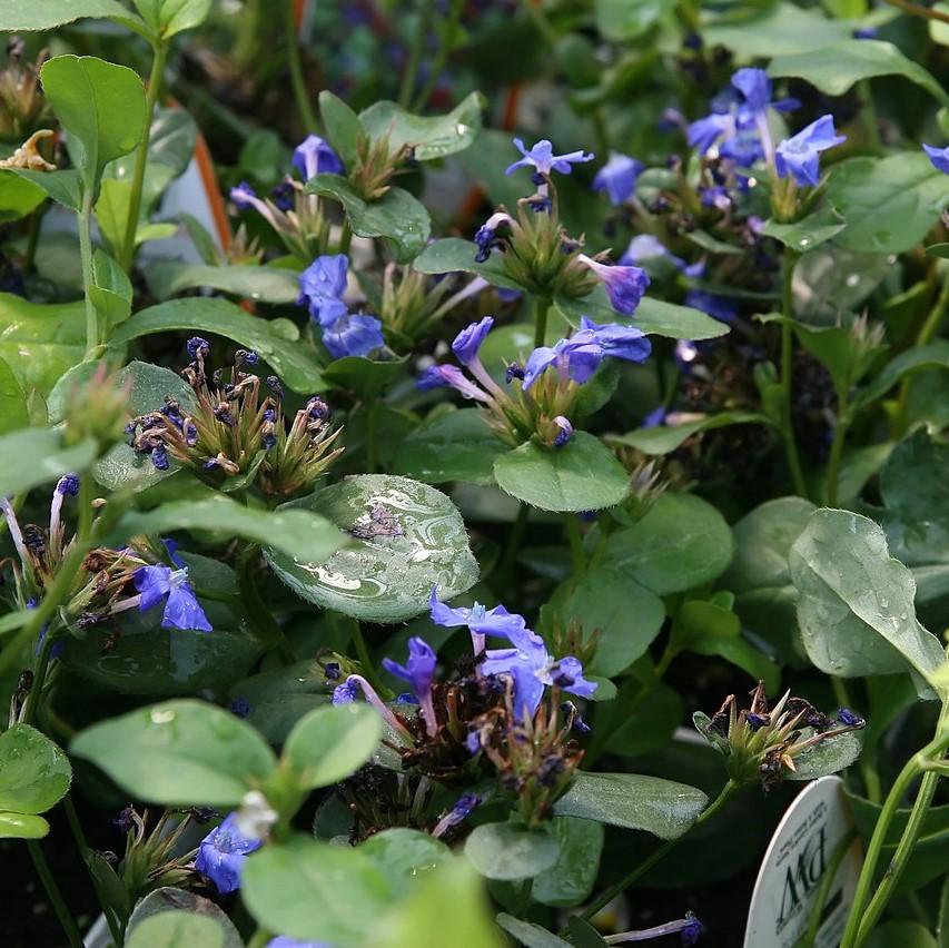 Ceratostigma plumbaginoides  - Hardy Plumbago, Leadwort