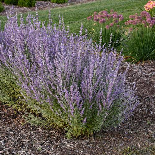 Perovskia atriplicifolia 'Sage Advice'  - Sage Advice Russian Sage