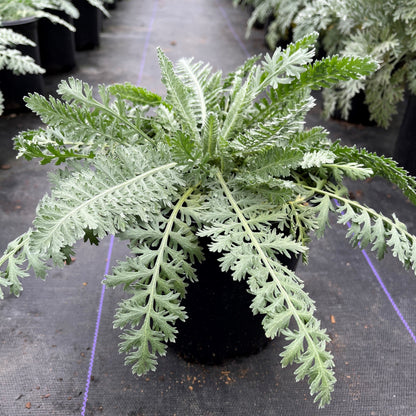 Achillea x 'Moonshine'  - Moonshine Yarrow