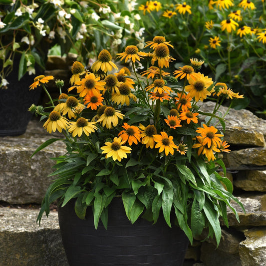 Echinacea 'PAS1303304'  - Artisan™ Yellow Ombre Coneflower