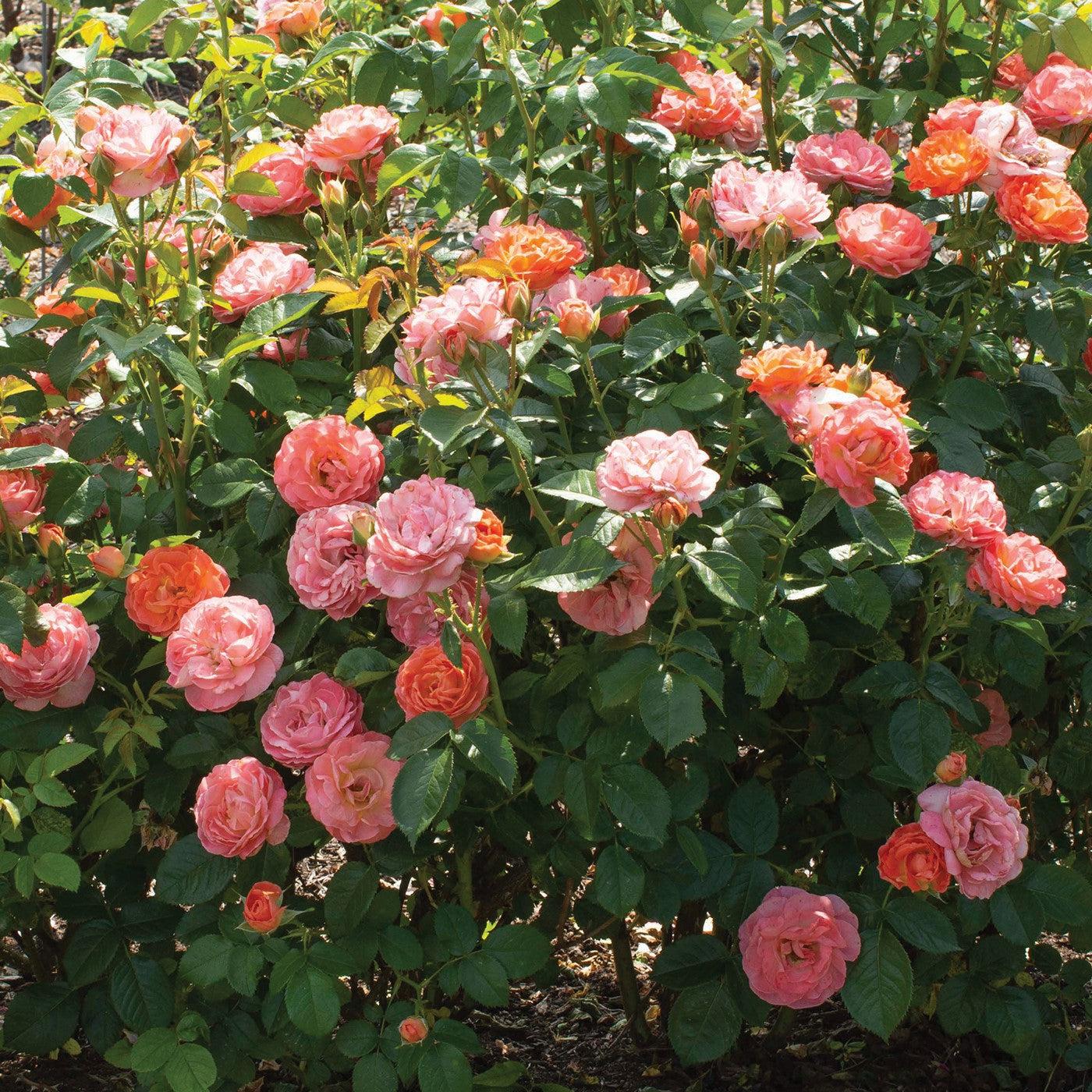 Rosa 'Radslam' PP 35,826  - Orange Glow™ Knock Out® Rose