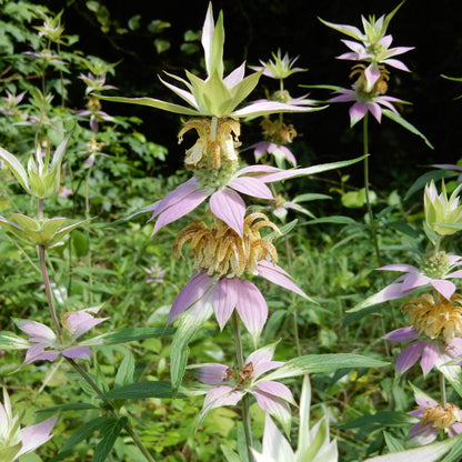 Monarda punctata  - Spotted Beebalm