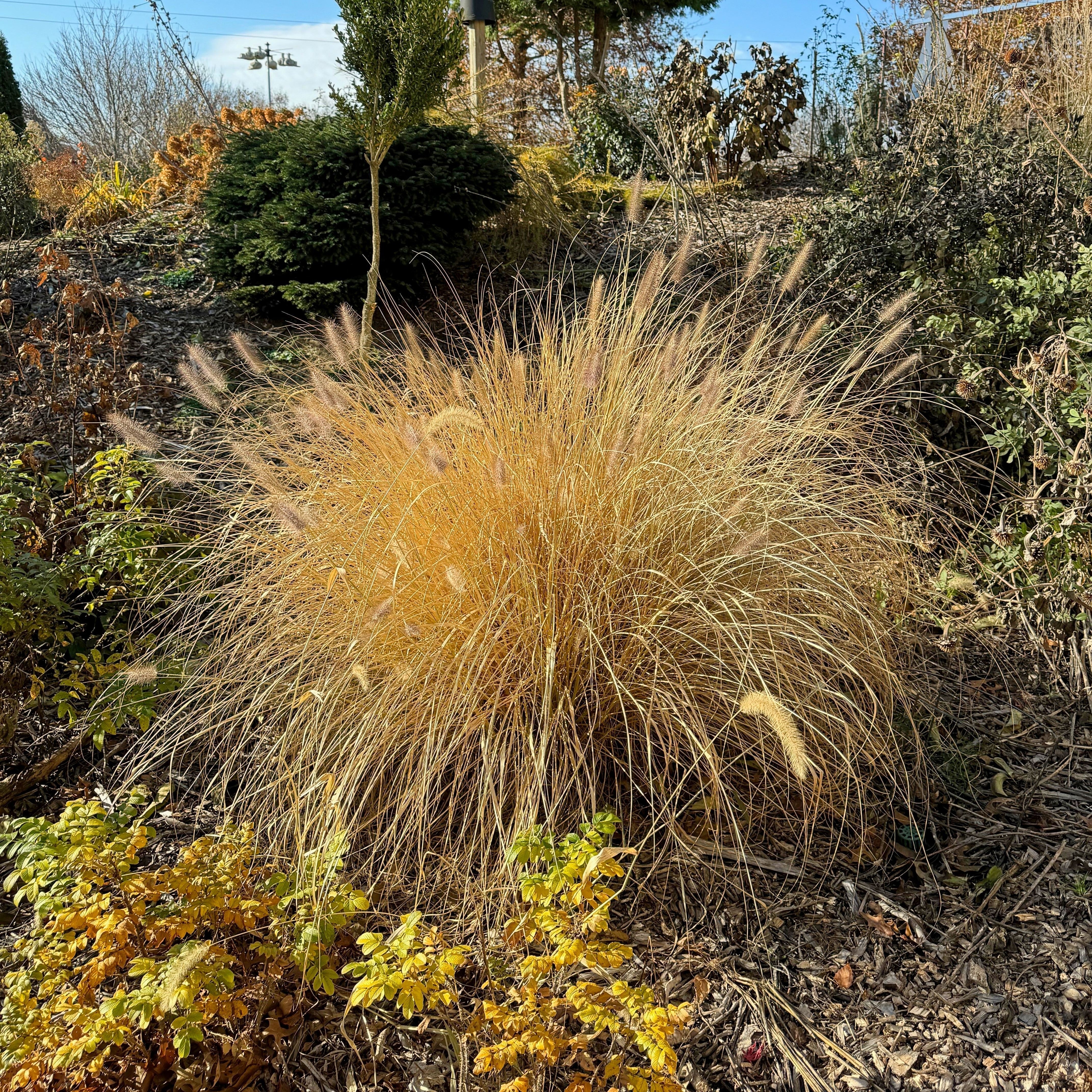 Pennisetum alopecuroides 'TIFT PA18' - Cayenne™ Fountain Grass – Plants ...