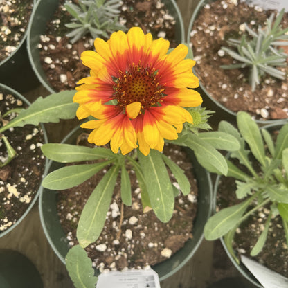 Gaillardia aristata 'Spintop Red Starburst'  - Spintop™ Red Starburst Blanket Flower