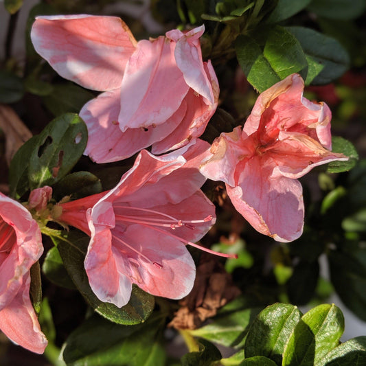 Rhododendron 'Roblet'  - Encore® Autumn Sunburst™ Azalea
