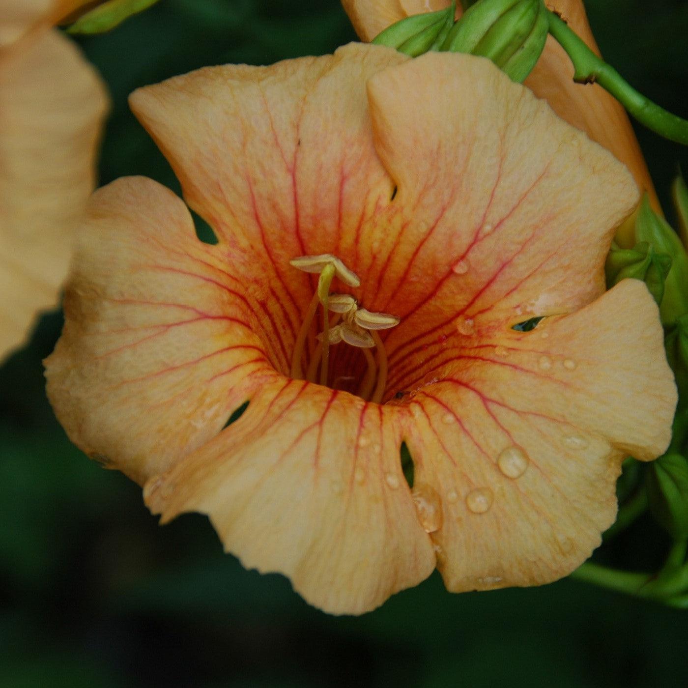 Campsis x tagliabuana 'Takarazuka Yellow' PP 23,918  - Summer Jazz™ Sunrise Gold Campsis