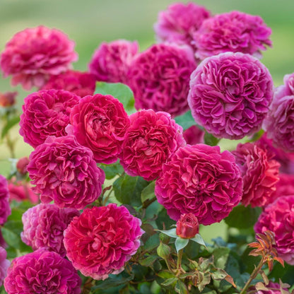 Rosa 'Auscrowd'  - Gabriel Oak Rose
