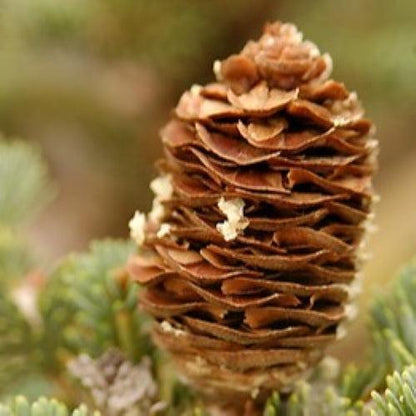 Abies balsamea  - Balsam Fir