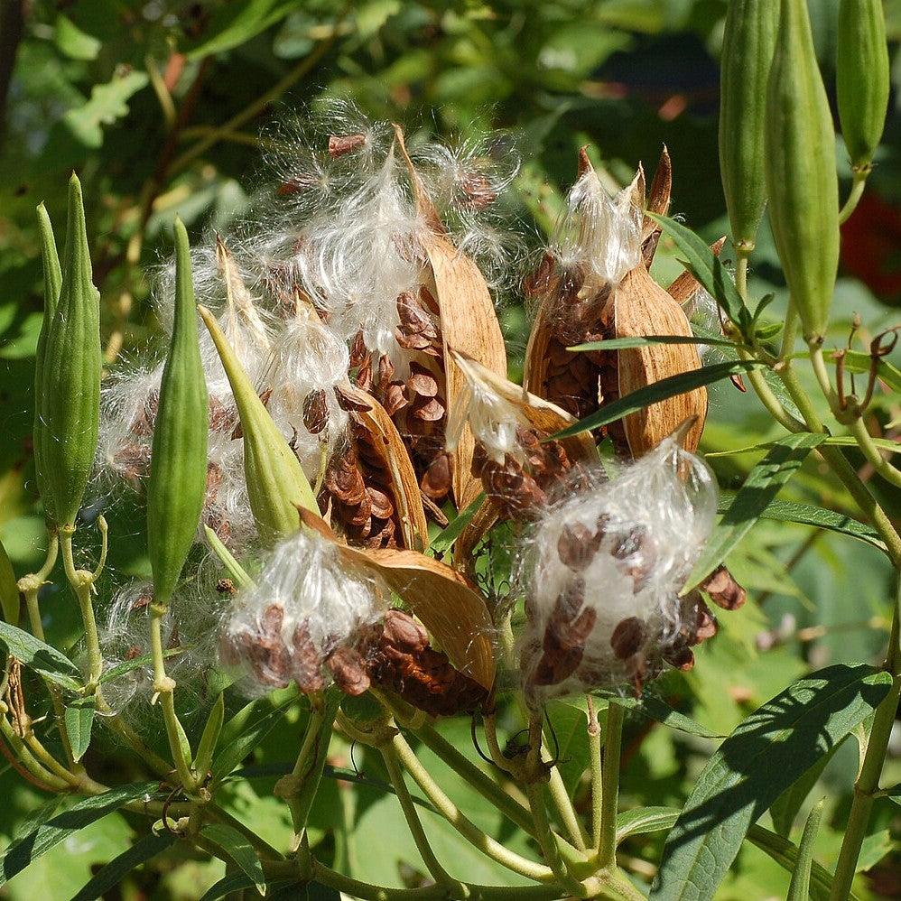 Asclepias incarnata 'Ice Ballet'  - Ice Ballet Swamp Milkweed