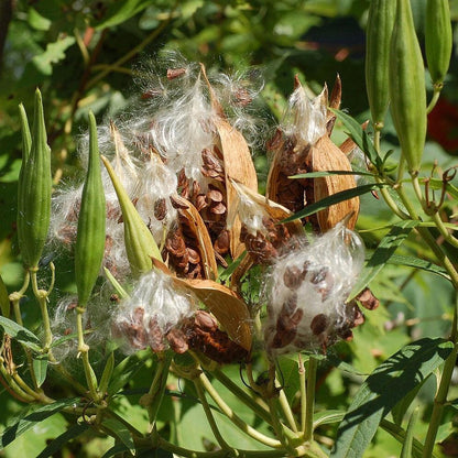 Asclepias incarnata 'Ice Ballet'  - Ice Ballet Swamp Milkweed