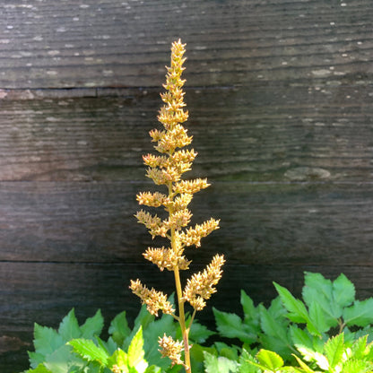 Astilbe chinensis 'Visions'  - Visions Chinese Astilbe, False Goat's Beard