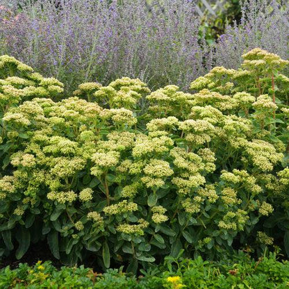 Sedum 'Lemonjade’  - Rock 'N Grow® Lemonjade Stonecrop