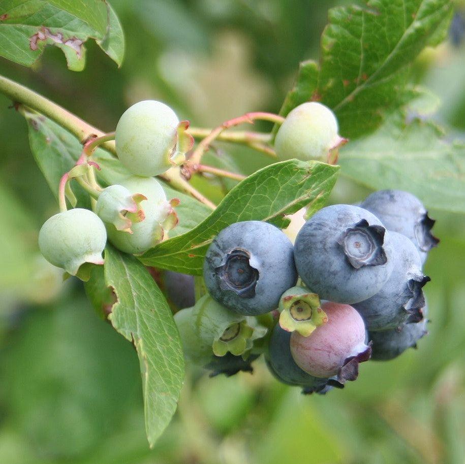 Vaccinium corymbosum ‘FC12-187’  - Midnight Cascade® Blueberry