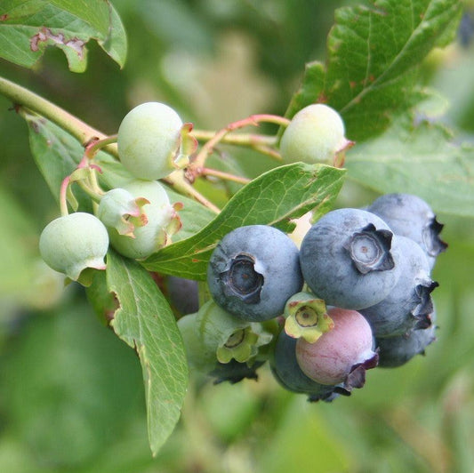 Vaccinium corymbosum ‘FC12-187’  - Midnight Cascade® Blueberry