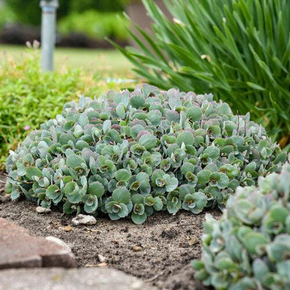 Sedum ‘Popstar’  - Rock 'N Round™ Popstar Stonecrop
