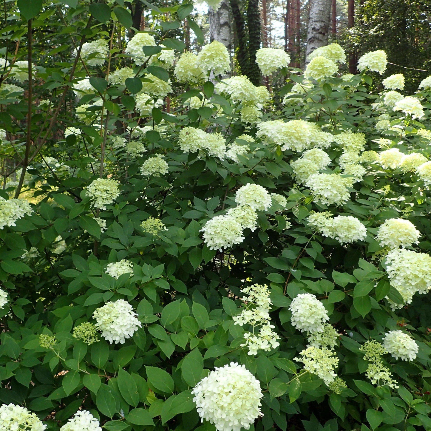 Hydrangea paniculata 'Limelight'  - Proven Winners® Limelight® Hydrangea