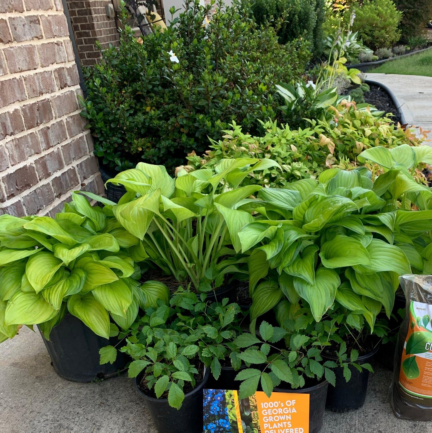 Hosta 'Guacamole'  - Guacamole Hosta