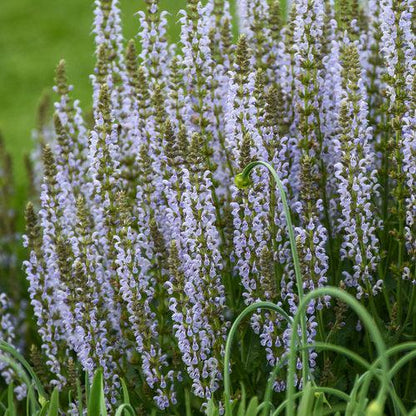 Salvia nemorosa ‘Perfect Profusion’  - Perfect Profusion Meadow Sage