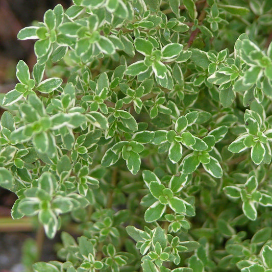 Thymus x citriodorus 'Aureus'  - Golden Lemon Thyme