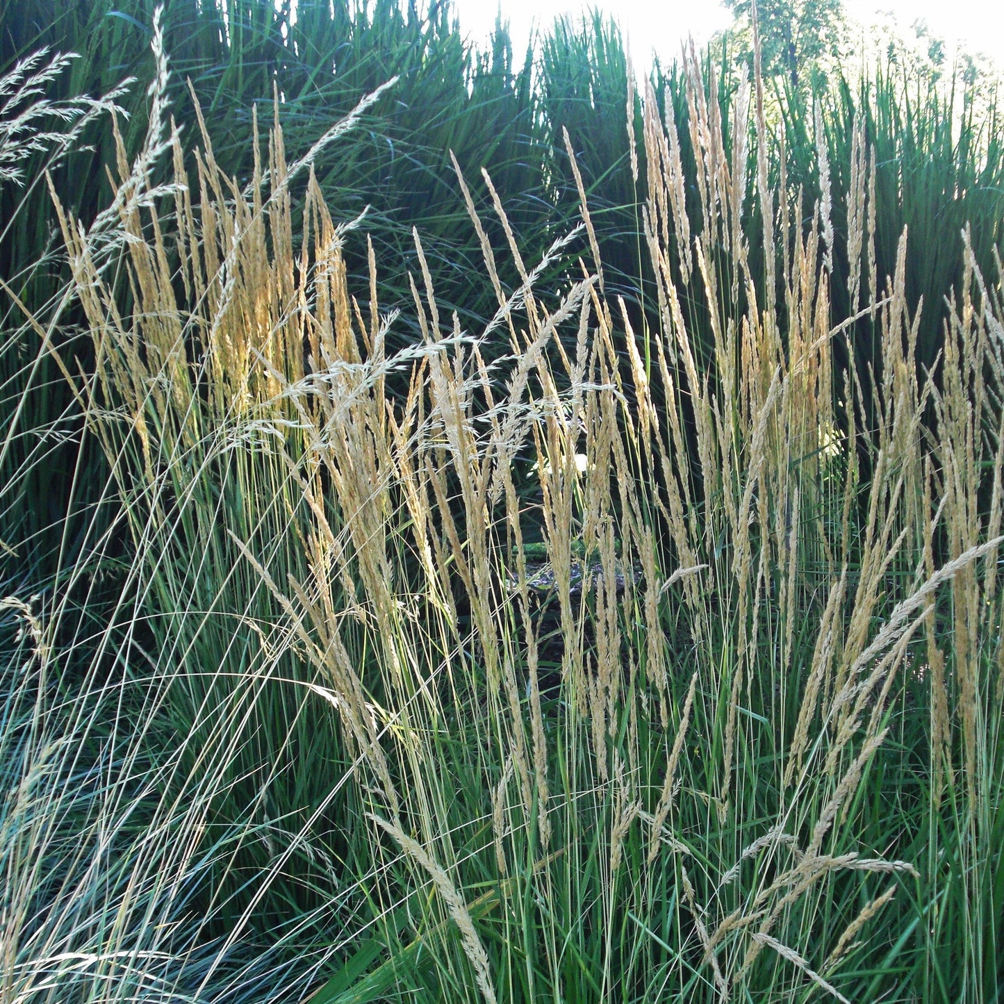 Calamagrostis x acutiflora 'Avalanche'  - Avalanche Feather Reed Grass