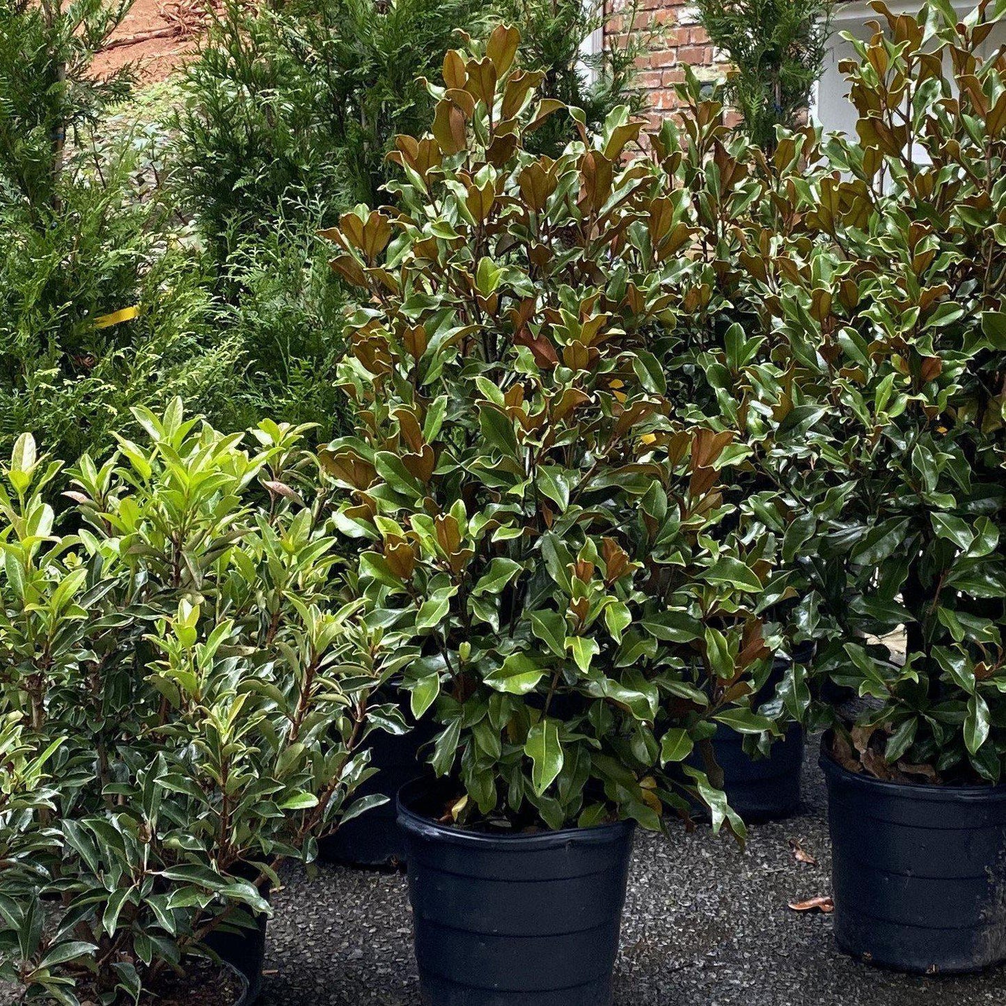 Magnolia grandiflora 'Bracken's Brown Beauty'  - Bracken's Brown Beauty Southern Magnolia