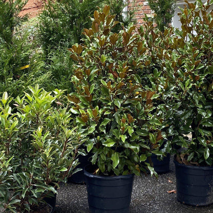 Magnolia grandiflora 'Bracken's Brown Beauty'  - Bracken's Brown Beauty Southern Magnolia