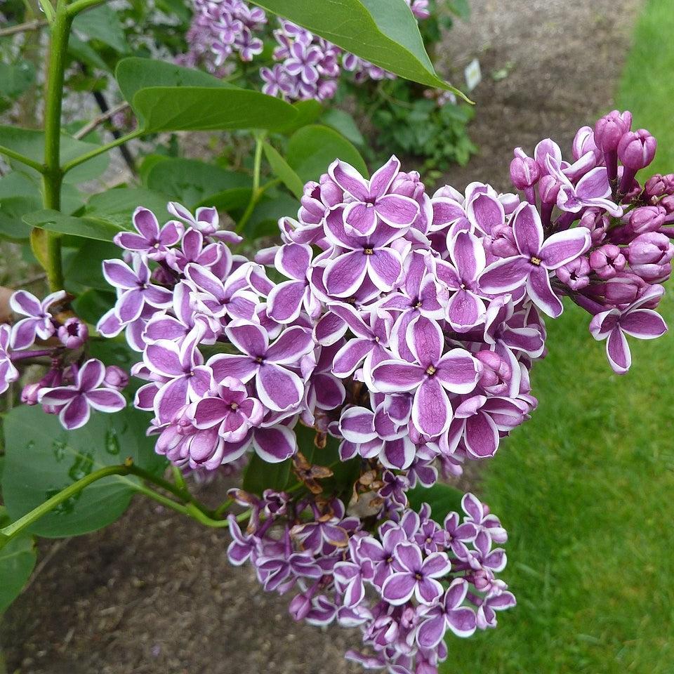 Syringa vulgaris 'Sensation'  - Sensation Lilac