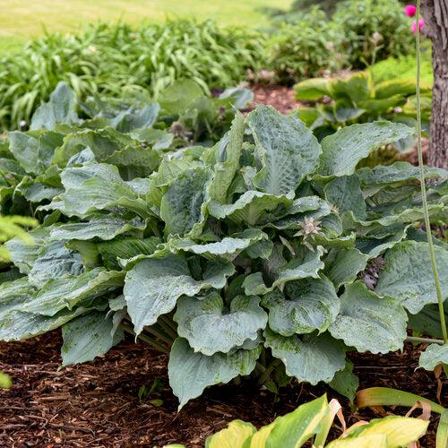Hosta 'Diamond Lake' PP30769  - PW® Shadowland® Diamond Lake Hosta