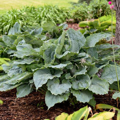Hosta 'Diamond Lake' PP30769  - PW® Shadowland® Diamond Lake Hosta