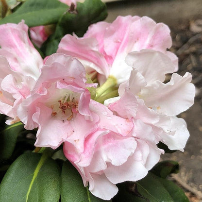 Rhododendron yakushimanum 'Yaku Princess'  - Yaku Princess Rhododendron