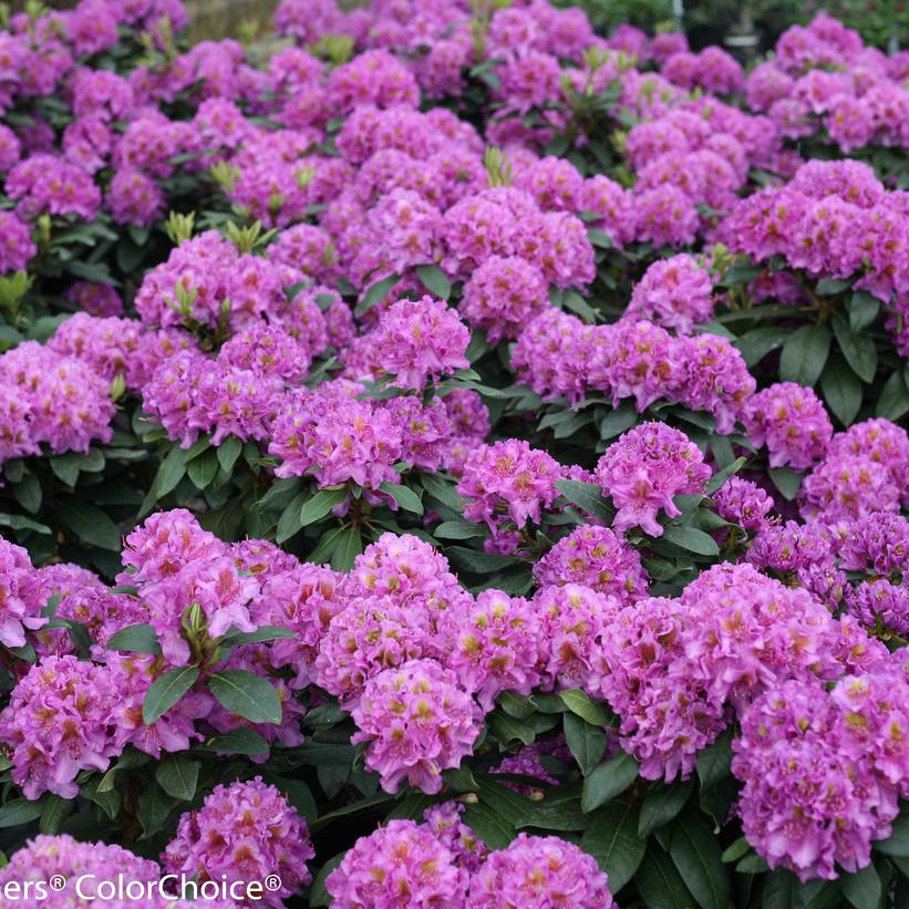 Rhododendron x 'Dandy Man Purple'  - Dandy Man® Purple Rhododendron