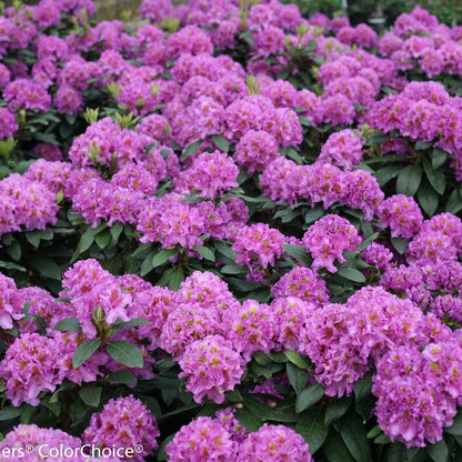 Rhododendron x 'Dandy Man Purple'  - Dandy Man® Purple Rhododendron