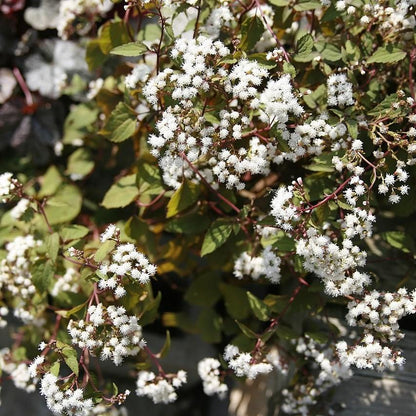 Eutrochium rugosum 'Chocolate'  - Chocolate Snakeroot