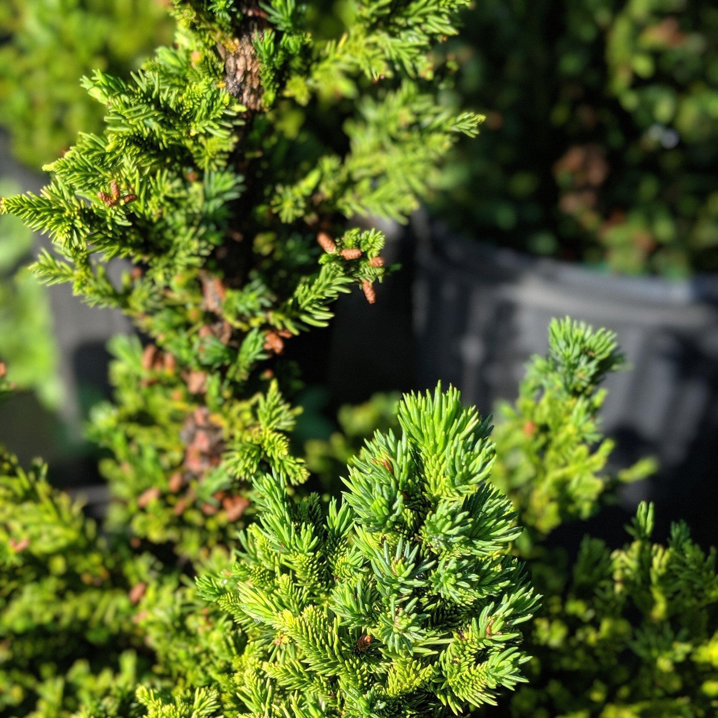 Cryptomeria japonica 'Black Dragon'  - Black Dragon Japanese Cedar