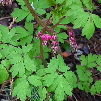 Dicentra spectabilis  - Asian Bleeding Heart