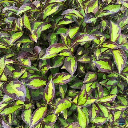 Weigela florida 'SMNWFBGV' PP34,297  - PW® Vinho Verde® Weigela