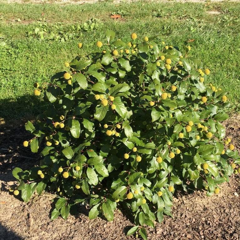 Cephalanthus occidentalis 'Kolmoon'  - Magical® Moonlight Buttonbush