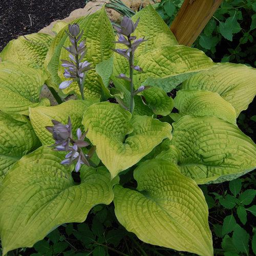 Hosta 'Coast To Coast' PP26,469  - PW® Shadowland® Coast To Coast Hosta