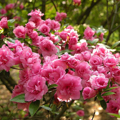 Azalea x 'Rosebud'  - Rosebud Azalea