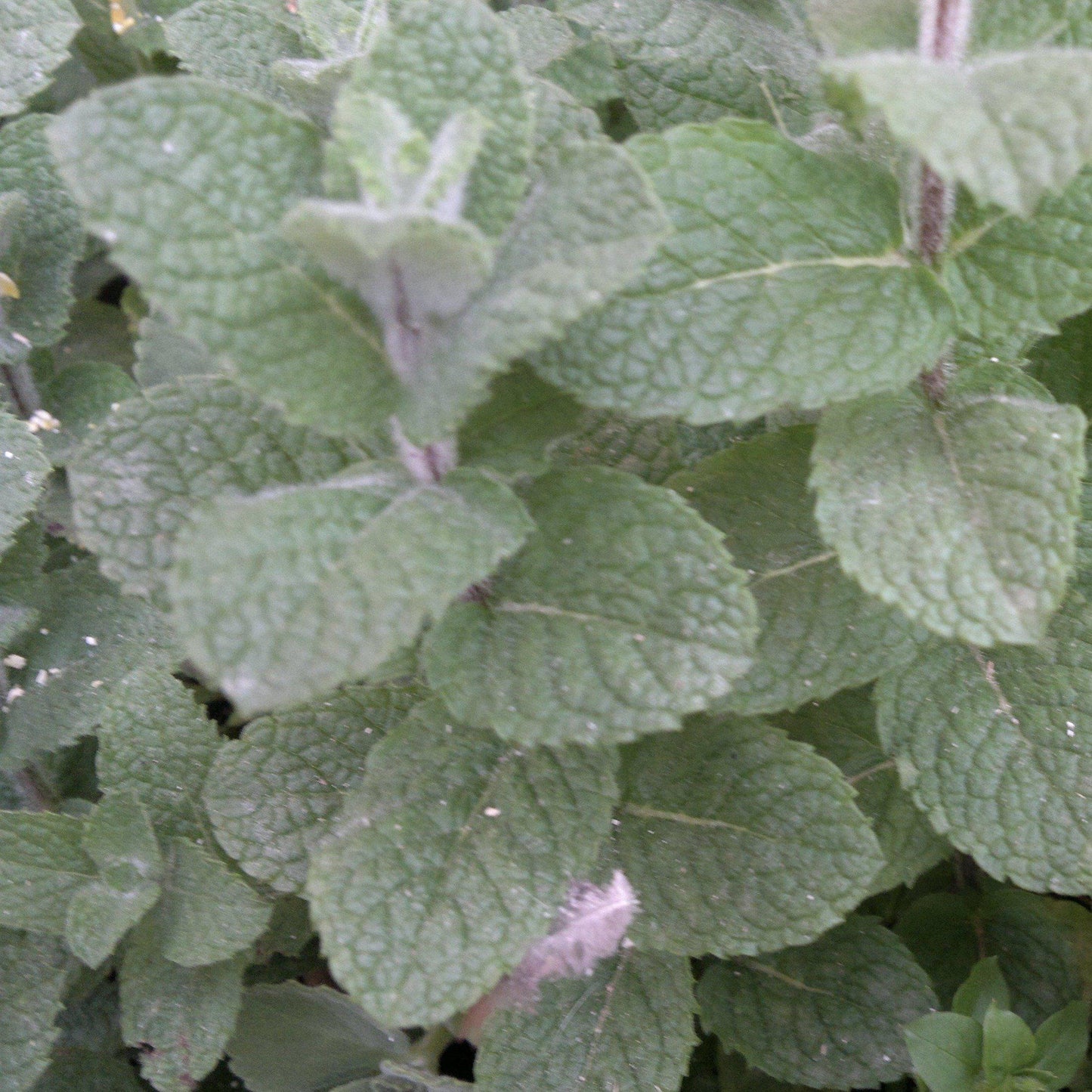 Mentha piperita  - Peppermint
